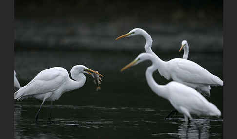 Silberreiher (Egretta alba)