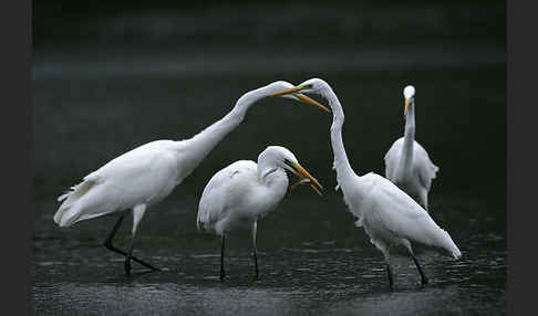 Silberreiher (Egretta alba)