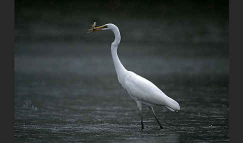 Silberreiher (Egretta alba)