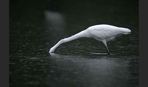 Silberreiher (Egretta alba)