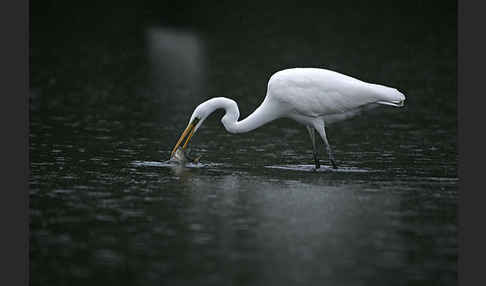 Silberreiher (Egretta alba)