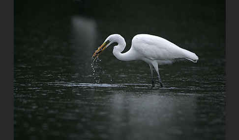 Silberreiher (Egretta alba)