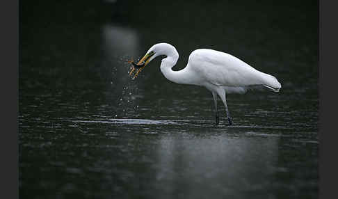 Silberreiher (Egretta alba)