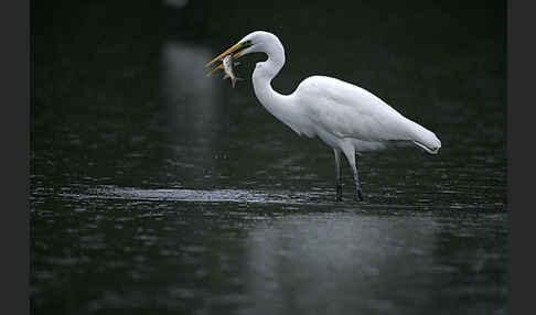 Silberreiher (Egretta alba)