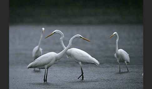 Silberreiher (Egretta alba)