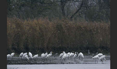 Silberreiher (Egretta alba)