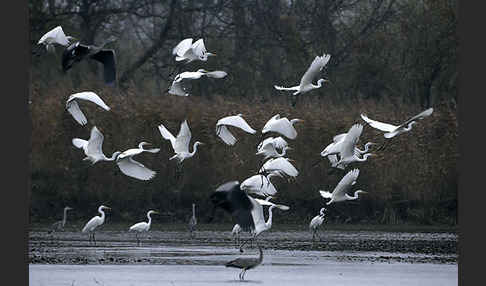 Silberreiher (Egretta alba)