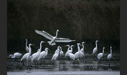 Silberreiher (Egretta alba)