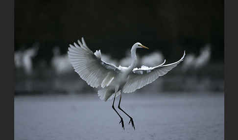 Silberreiher (Egretta alba)