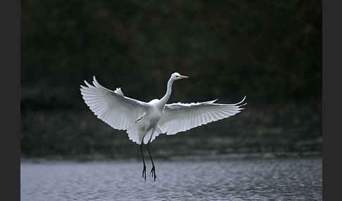 Silberreiher (Egretta alba)