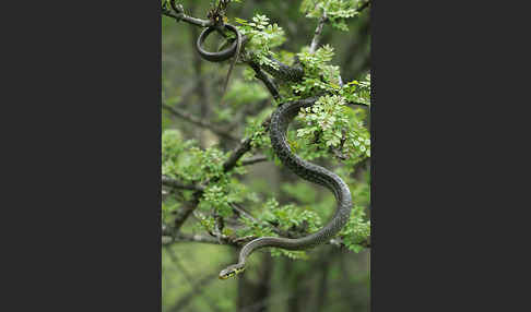 Aeskulapnatter (Zamenis longissimus)