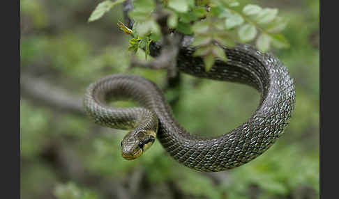 Aeskulapnatter (Zamenis longissimus)