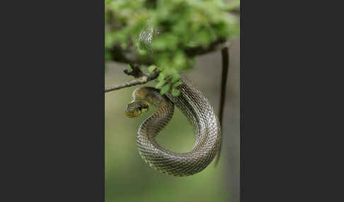 Aeskulapnatter (Zamenis longissimus)