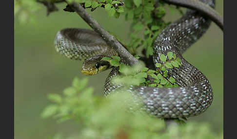 Aeskulapnatter (Zamenis longissimus)