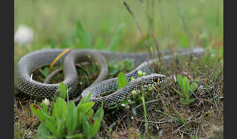 Balkan-Zornnatter (Hierophis gemonensis)