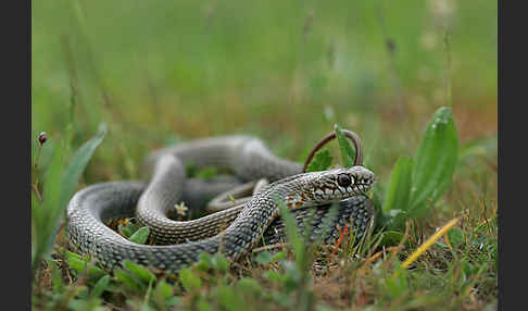 Balkan-Zornnatter (Hierophis gemonensis)