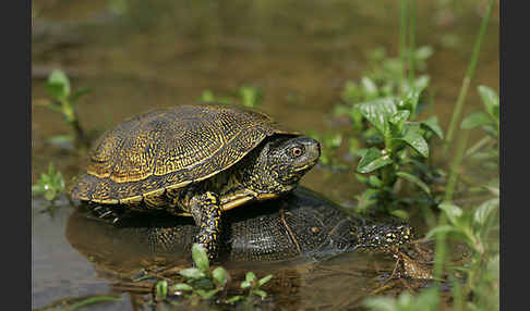 Europäische Sumpfschildkröte (Emys orbicularis)