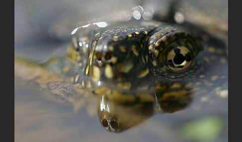 Europäische Sumpfschildkröte (Emys orbicularis)