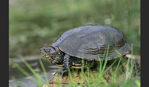 Europäische Sumpfschildkröte (Emys orbicularis)