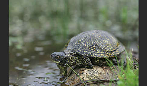 Europäische Sumpfschildkröte (Emys orbicularis)