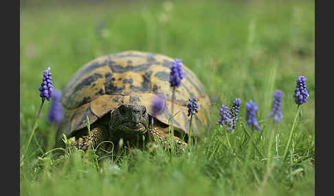 Griechische Landschildkröte (Testudo hermanni)