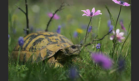 Griechische Landschildkröte (Testudo hermanni)