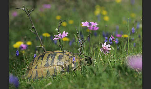 Griechische Landschildkröte (Testudo hermanni)