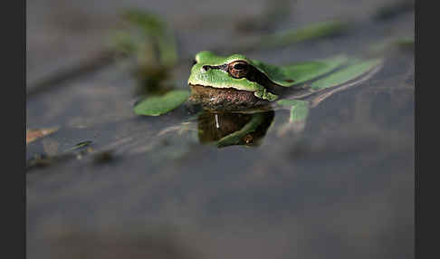 Laubfrosch (Hyla arborea)