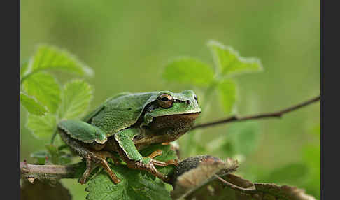 Laubfrosch (Hyla arborea)