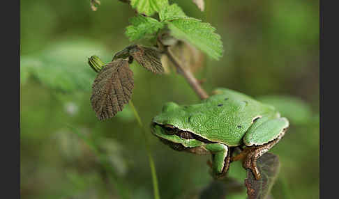 Laubfrosch (Hyla arborea)