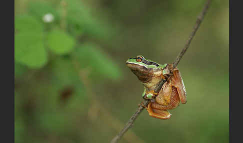 Laubfrosch (Hyla arborea)