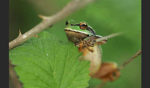 Laubfrosch (Hyla arborea)