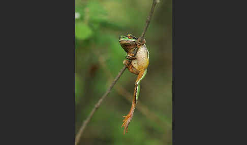 Laubfrosch (Hyla arborea)