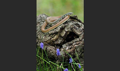 Schlanknatter (Coluber najadum)