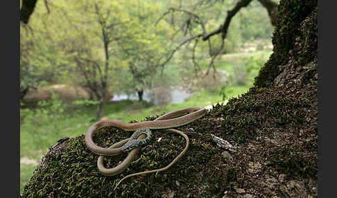 Schlanknatter (Coluber najadum)