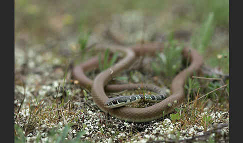 Schlanknatter (Coluber najadum)