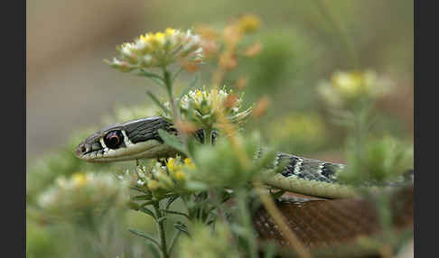 Schlanknatter (Coluber najadum)