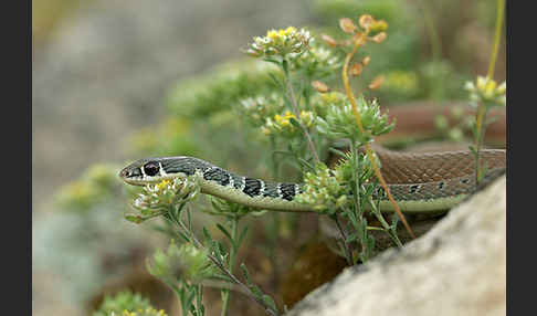 Schlanknatter (Coluber najadum)