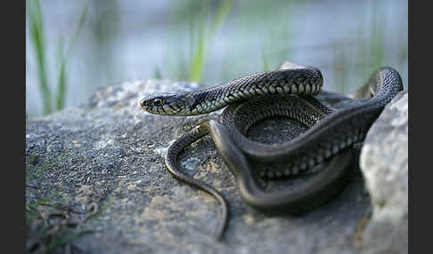 Streifenringelnatter (Natrix natrix persa)