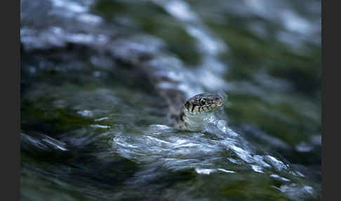 Streifenringelnatter (Natrix natrix persa)