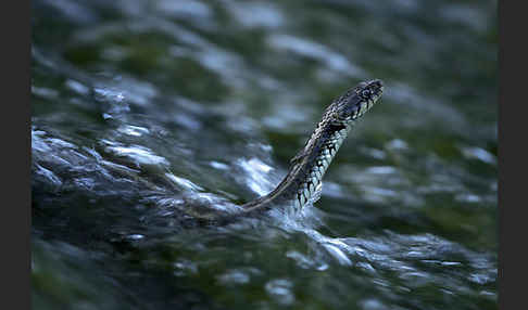 Streifenringelnatter (Natrix natrix persa)