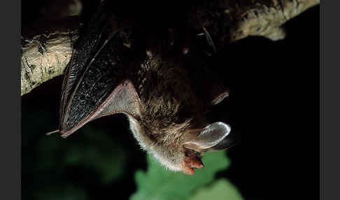 Bechsteinfledermaus (Myotis bechsteini)