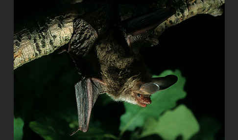 Bechsteinfledermaus (Myotis bechsteini)