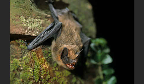 Breitflügelfledermaus (Eptesicus serotinus)