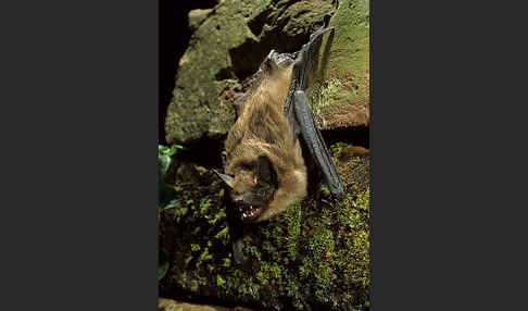 Breitflügelfledermaus (Eptesicus serotinus)