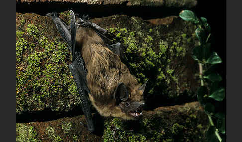 Breitflügelfledermaus (Eptesicus serotinus)