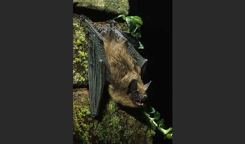 Breitflügelfledermaus (Eptesicus serotinus)