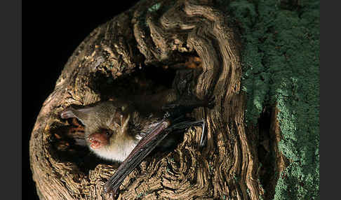 Fransenfledermaus (Myotis nattereri)