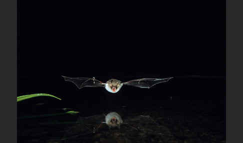 Fransenfledermaus (Myotis nattereri)