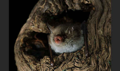 Fransenfledermaus (Myotis nattereri)